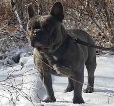 The search tool above returns a list of breeders located nearest to the zip or postal code you enter. French Bulldogs Mecham Family Kennels