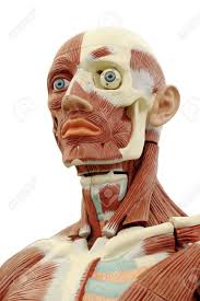 The image below shows the bones of the hand from the back side. Human Anatomy Structure Of Head Muscles And Tendons Stock Photo Picture And Royalty Free Image Image 3065979