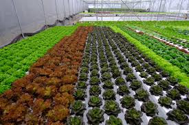 How does an nft hydroponics system work? Nft Sliding Bench Systems Moving Gully System Pure Hydroponics