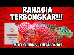 FUNGSI MINERAL UNTUK IKAN LOUHAN / BURAYAK LOUHAN / KHASIAT AQUALUNUB -  YouTube