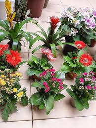 Target/home/home decor/artificial flowers & plants (3479)‎. Pin On Home Decor