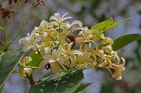 Image result for Holarrhena