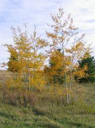 Prairie Gold Aspen From Faller Nursery Discovered By The Late Plantsman Allen Wilke In East Central Ne The Prai Trees To Plant Ornamental Trees Aspen Trees