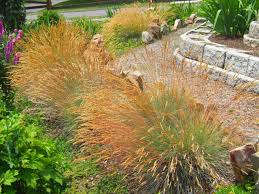 Shrub placement in the yard How To Design A Great Yard With Landscape Plants Diy