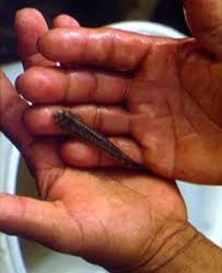 Image result for Vandellia