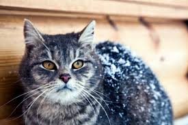 Ev Yapimi Nefis Kedi Ve Kopek Mamasi Tarifleri Yemek Com