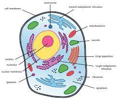 Smooth endoplasmic reticulum, mitochondria, golgi bodies, lysosomes. What Is An Animal Cell Definition And Functions Twinkl