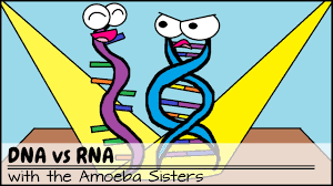 Like proteins, some rna molecules play an active role in cells by catalyzing biological reactions, controlling gene expression, or sensing and communicating responses to cellular signals. Old Video Why Rna Is Just As Cool As Dna Youtube