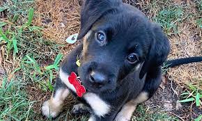 Petland fort myers has a variety of puppies for sale in florida including english bulldog, german shepherd, pomeranian, yorkie, boxer and many more! Puppies In Fort Worth Looking For Their Fur Ever Homes
