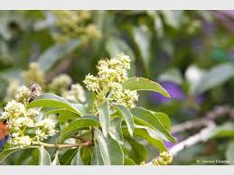 Image result for Heteropyxis natalensis