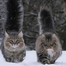 As their name suggests, maine coon cats are native to the pine tree state. About Maine Coon Cats Gentle Giants Rulers Of Hearts
