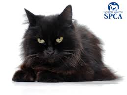 The long fur gene is recessive, though, so only about 1 in every 10 cats will be a longhaired cat, making these felines more rare than their shorthaired counterparts. Puffy Is A 6 Year Old Female Black Domestic Longhair Central California Spca Fresno Ca