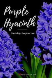 Search a wide range of information from across the web with searchandshopping.com 140 Funeral Flower Meanings Ideas In 2021 Flower Meanings Funeral Flowers Funeral Flower Arrangements