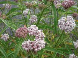 Milkweed Plants So Cal In 2020 Milkweed Plant Plants Milkweed