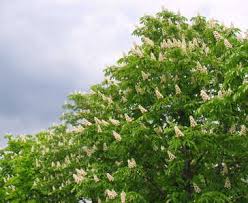 Horse chestnut is a large, stately tree that reaches heights of 100 feet (30 m.) at maturity. Horse Chestnut Planting Growing Care