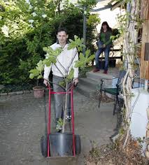 Sie sollten ab dem frühjahr bis zum herbst regelmäßig gegossen werden. Feigenbaum Uberwintern Im Topf Und Im Garten Mein Schoner Garten
