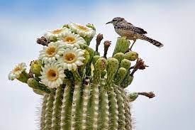The gilded flicker and gila woodpecker excavate nest cavities inside the saguaro's pulpy flesh. Cactus Wren Arizona State Bird And Saguaro Cactus Blossoms Arizona State Flower Photo Credit Rhonda Spencer By Way Of T Cactus Cactus Flower Cactus Wren
