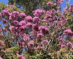 Image result for Handroanthus sp. near impetiginosus