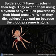 Pin By Thinking Cat On Good To Know Funny Animal Memes Leg Curl Muscle