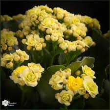 Kalanchoe Blossfeldiana Care Reblooming The Succulent Eclectic Kalanchoe Blossfeldiana Indoor Flowering Plants Succulents