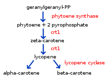 Image result for golden rice