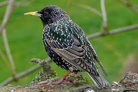 We did not find results for: Der Star Ist Vogel Des Jahres 2018