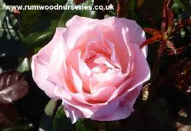 Standard rose queen elizabeth, also known as queen of england, and queen elizabeth rose. Queen Elizabeth Rose Floribunda Climber Potted And Bare Root Roses Available To Buy Online From British Roses