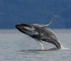 Dolphins _ (sleep) with one eye open. Physical Juneau Flukes