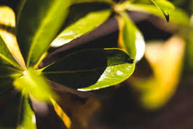 Image result for Zanthoxylum chalybeum