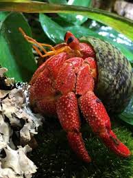 New leaf (on tortimer island) and animal crossing: Hermit Crabs For Sale Online Pasteurinstituteindia Com