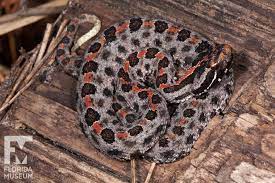 Pin On Amphibians Reptiles Herpetology