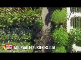 5311 west charleston boulevard las vegas, nv 89146. Moon Valley Nurseries Las Vegas Youtube