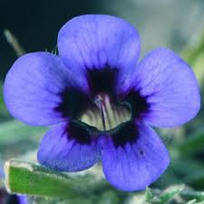 Image result for Aptosimum marlothii