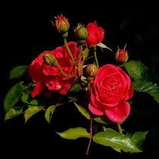 Maybe you would like to learn more about one of these? Pin On Rosen Roses