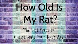 How Can I Tell How Old My Pet Rat Is Understanding Pet