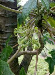 Image result for Vasconcellea pubescens