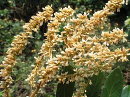 Image result for Leptoderris