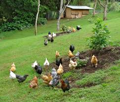 Fancy Free Range Eggs From Small Local Farms The Foods We Eat Local Farm Farm Free Range