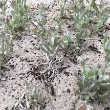 Image result for Vellereophyton dealbatum