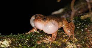 The Frog Kamasutra Gains a Chapter, Thanks to Camera-Wielding Biologists |  Science| Smithsonian Magazine