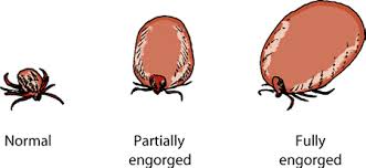 Following falling off of your dog, the tick is either a nymp. Ticks Of Dogs Dog Owners Veterinary Manual