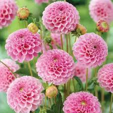 Image result for Stolzia