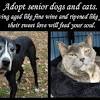 Protectors of animals, inc has many felines available for adoption. Https Encrypted Tbn0 Gstatic Com Images Q Tbn And9gcrhzl5rydmwdtfl7xliv07w1mvplvp0twzst1al1cyibhrvrzea Usqp Cau