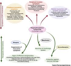 Image result for Cholinergic Toxicity