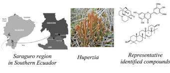 Image result for Huperzia saururus