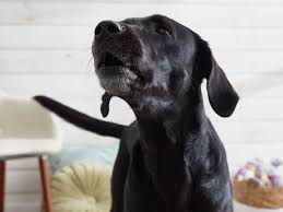 With many training repetitions your hound should start being quiet more often, specially around you. How To Train Your Dog To Speak Or Be Quiet