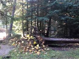 In ancient greece, passion of 2 of history's most legendary lovers, paris prince of troy and helen queen of sparta, ignites a war that willdevastate a drug use, foul language, nudity, sexuality, violence. Sunlight Streaming Through Picture Of Ross Creek Cedar Grove Scenic Area Troy Tripadvisor