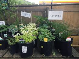 A majestic range of herbs is now in stock at the boma. Where To Buy Virginia Capital Region Natives Plant Virginia Natives
