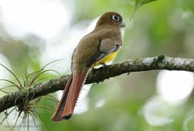 Image result for Tetrapogon tenellus