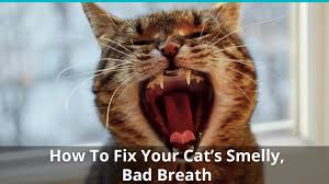 My pug has amazingly bad breath and, in general, bad teeth (older dog, poor health/care history previously, etc.). How To Fix Your Cat S Nasty Stinky Bad Breath Make It Smell Better Now